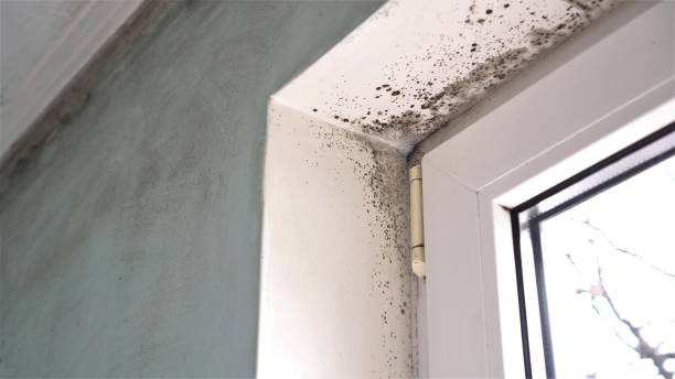 Best Attic Mold Removal  in Sahuarita, AZ