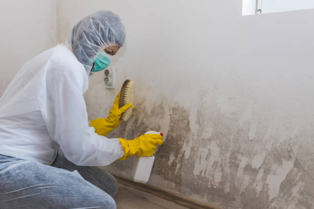 Best Toxic Mold Removal  in Sahuarita, AZ