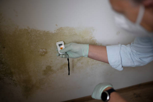 Mold Testing and Removal in Sahuarita, AZ