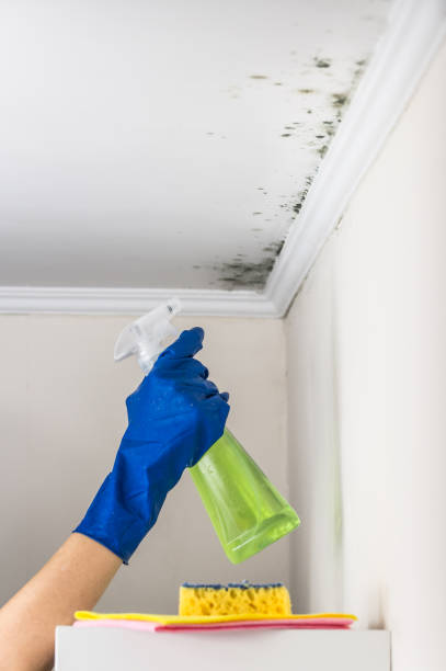 Best Attic Mold Removal  in Sahuarita, AZ